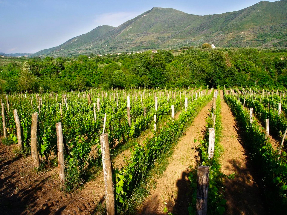 Cantina Trabucco