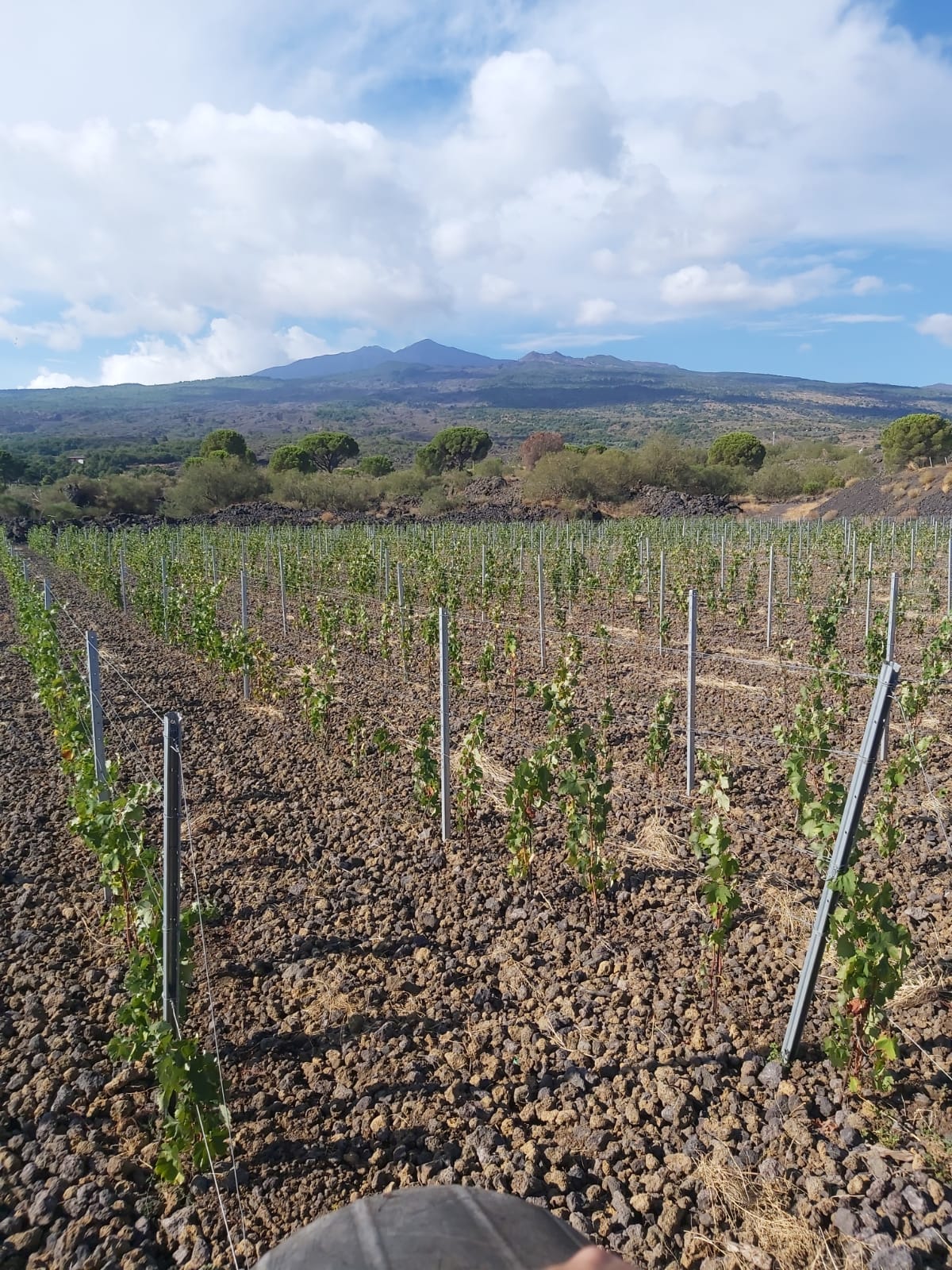 Cantine Patria